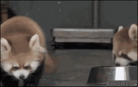 xkfMH.gif
