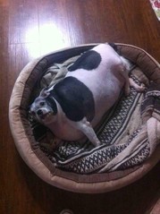 kookdog.jpg
