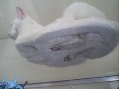 Table-Cat-cats-297605_430_322.jpg