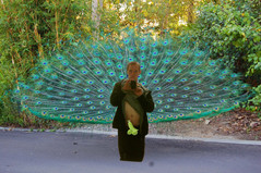 negi-peacock2.jpg
