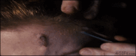 tmp_UddnWm71279731673.gif
