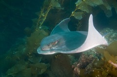 bat-ray_7672773430_o.jpg