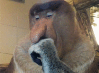 original.gif