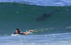 surfeur-Shark.jpg