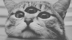 magickat.jpg