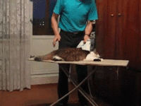 6403.gif