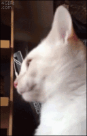 1468.gif