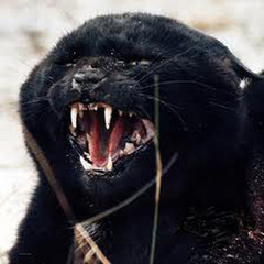 feral_cat_gangsb.jpg feral_cat_gangsb.jpg