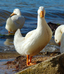 2.24CuriousDuck.jpg 2.24CuriousDuck.jpg