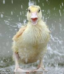 Wet_Duck.jpg Wet_Duck.jpg