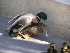 Ducks Mating.jpg Ducks Mating.jpg