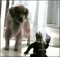 tmp_Godzilla-scares-dog-bathtub-453467493.gif tmp_Godzilla-scares-dog-bathtub-453467493.gif
