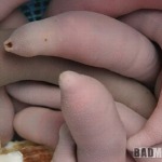 penis-fish1_4.jpg
