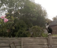 tmp_Cat Jumps Rope1897472624.gif