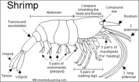 Shrimp_bw.GIF