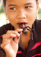 fried-yummy-tarantula.jpeg