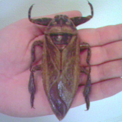 WaterBug.jpg