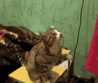 http3A2F2F31.media.tumblr.com2F339042f90037fcd98ca9341277f7fa1e2Ftumbl