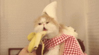 catbanana.gif