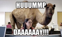 hump-day.jpg
