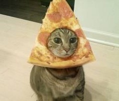 cat3.jpg