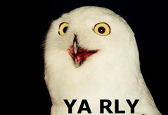 Ya Rly.jpg