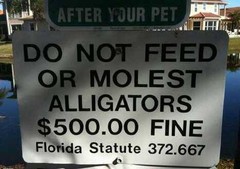 alligators.jpg