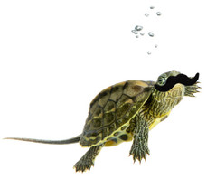 turtlemustache.jpg