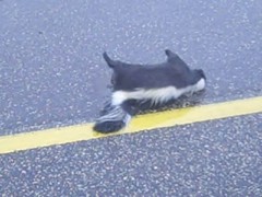 skunk.jpg