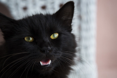cat.png