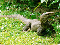 MonitorLizard.jpg