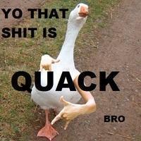 quack.jpg