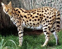 serval.jpg serval.jpg