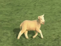 lllllllllllllllllll.gif