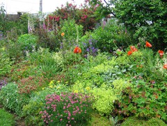 perfectperennials (flora).jpg