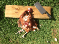dead-chicken.gif
