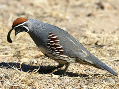 demonquail.jpg