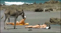 Donkeyrapetime.gif