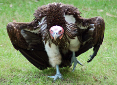 Vulture.jpg