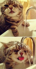 catdisguisedasfuckalms.jpg