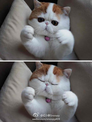 cutest-kittens-ever--large-msg-134427754378.jpg