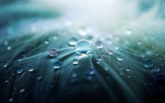feather-droplets-hd-wallpaper.jpg