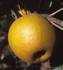 Russet apple.jpg