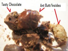 Chocolate covered ants.JPG