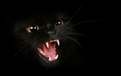 Rufus Yeah!!!.jpg