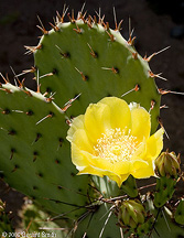 Nopale catus in flower.jpg