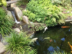 self-realization-fellowship koi pond.jpg
