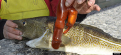 Fish eats dildo.jpg