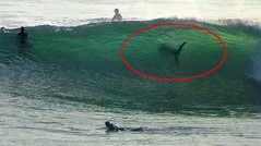 Cardiff Shark with Surfers.jpg