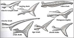 shark-tails-wide-36965-1.jpg